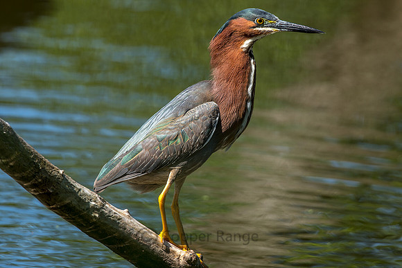 Green Heron