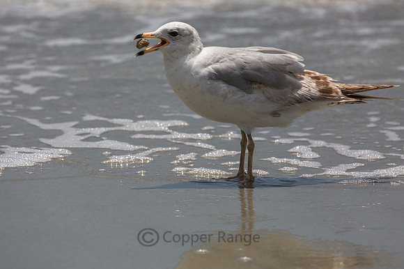Ring Billed Gull