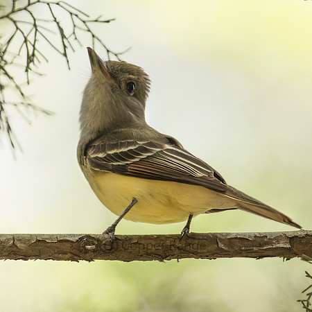 Great Crested Flycatcher