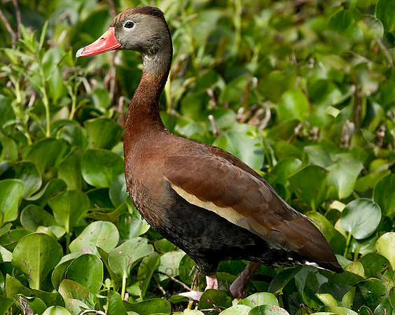 Wetland Makes a Home - Black Bellied Whistling Ducks