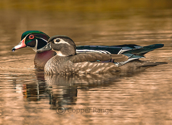 Wood Duck Couple
