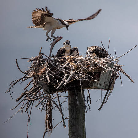 Osprey Feeding
