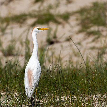 Cattle Egret