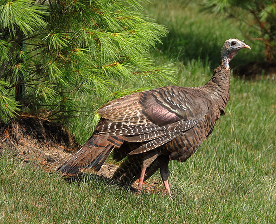 Eastern Wild Turkey