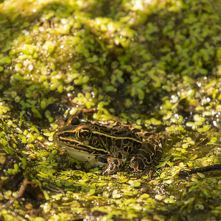 Northern Leopard Frog