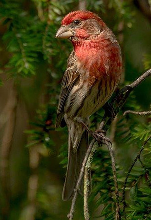 House Finch