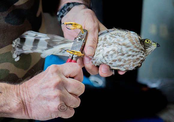 Banding of Juvenile Sharp-Shinned Hawk