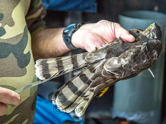 Taking Measurements of a Juvenile Sharp-Shinned Hawk Before Banding and Release