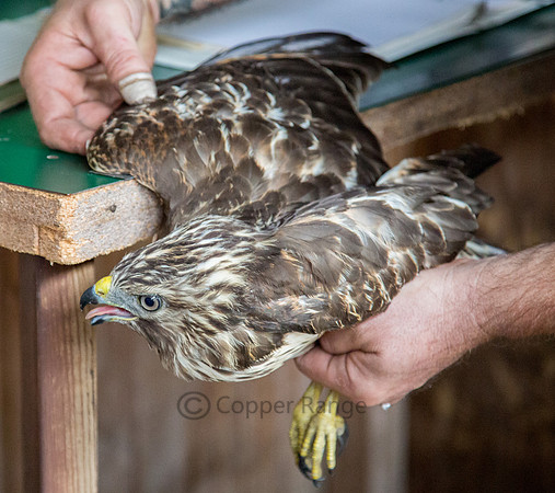 Juvenile Red Shouldered Hawk Being Measured Before Banding and Release
