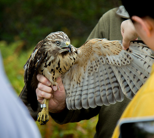 Newly Banded Juvenile Red Shouldered Hawk