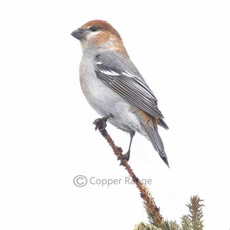 Pine Grosbeak - Female