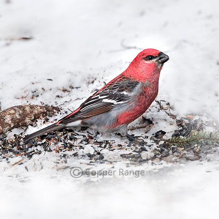 Pine Grosbeak - Male