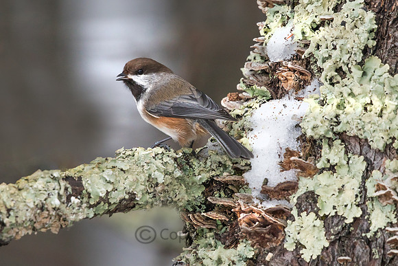 Boreal Chickadee