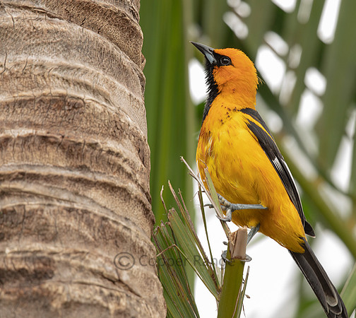 Spot-breasted Oriole