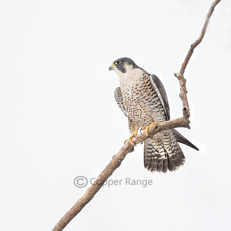 Peregrine Falcon