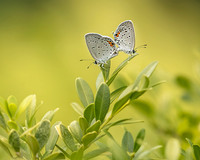 Gray Hairstreak Butterfly Mates