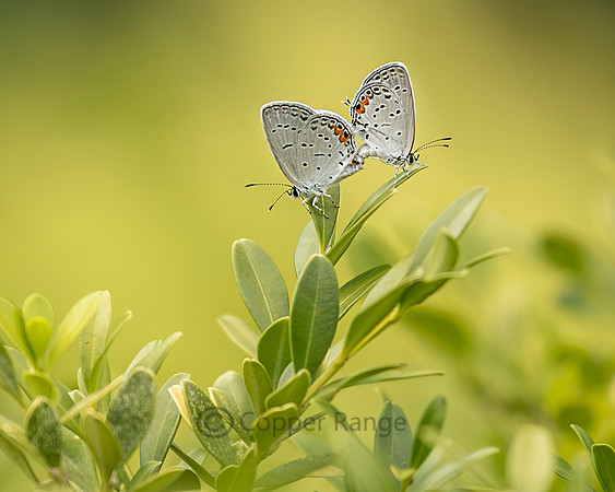 Gray Hairstreak Butterfly Mates