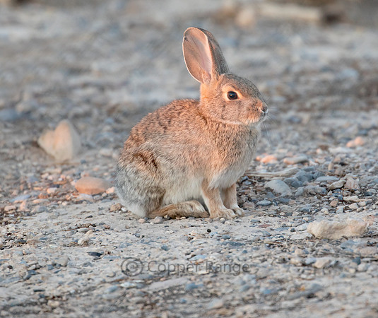 Desert Cottontail Rabbit