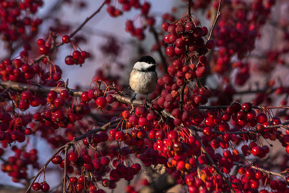 Black-capped Chickadee