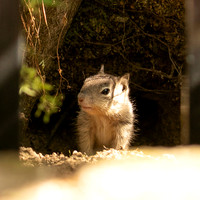 California Ground Squirrel - sub-adult