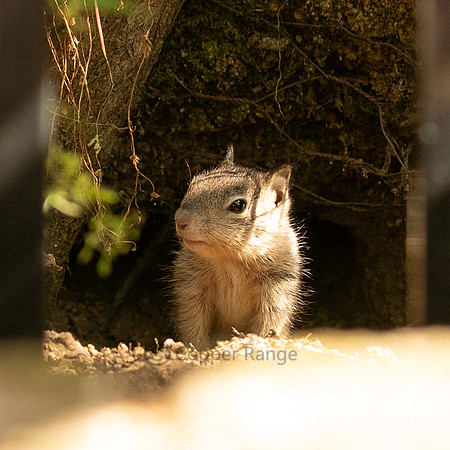 California Ground Squirrel - sub-adult