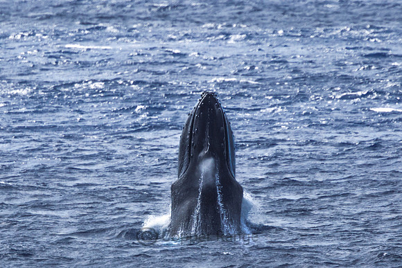 Pacific Humpback Whale