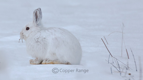 Snowshoe Hare