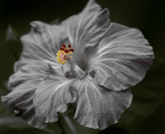 Grey Hibiscus Portrait