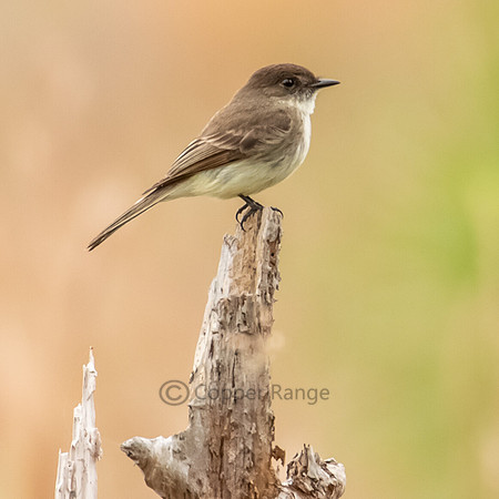 Eastern Phoebe