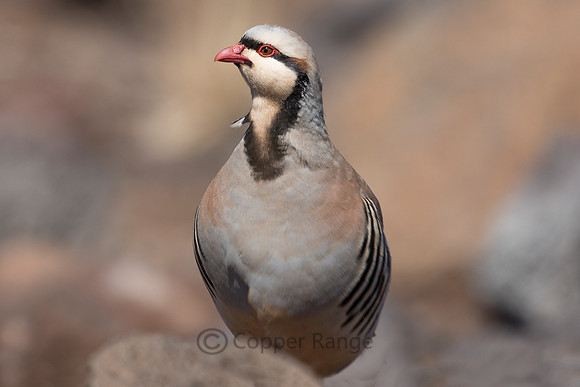 Chukar