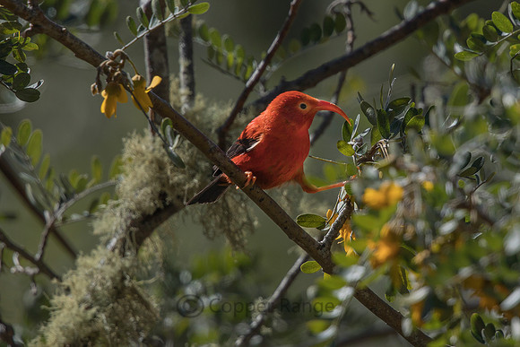 'l'iwi (Hawaiian Honeycreeper)