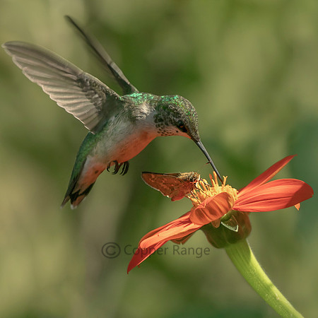 Ruby-Throated Hummngbird