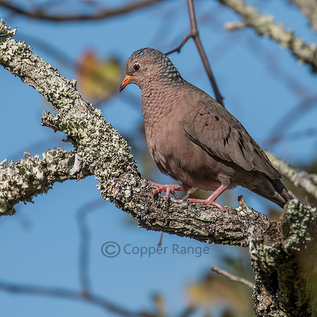 Ground Dove