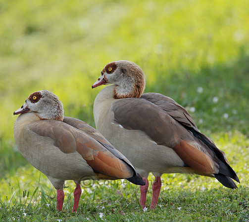 Egyptian Goose Pair