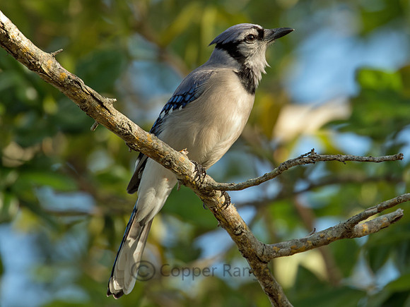 Blue Jay