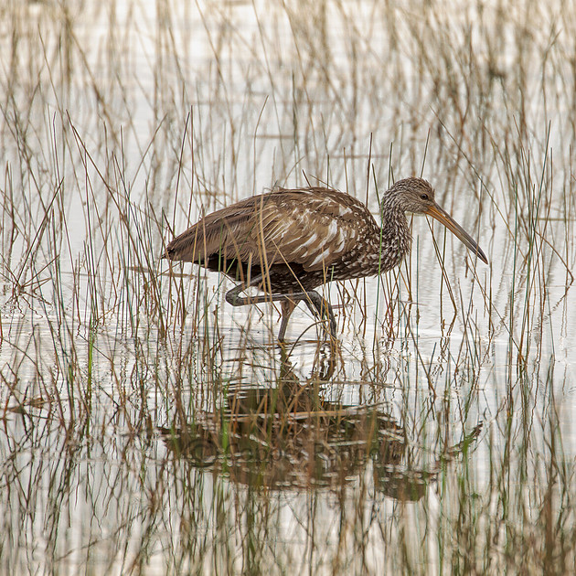 Copper Raptor Copper Range | Raptors & Birds | Limpkin