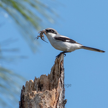 Loggerhead Shrike