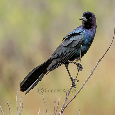 Boat Tailed Grackle - Male