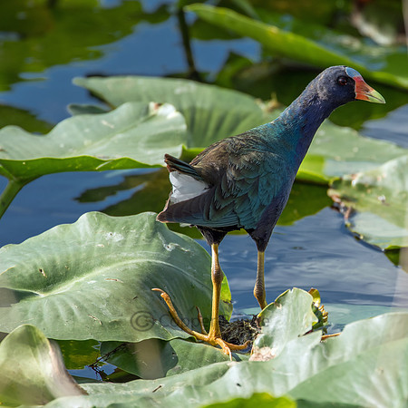 Purple Gallinule