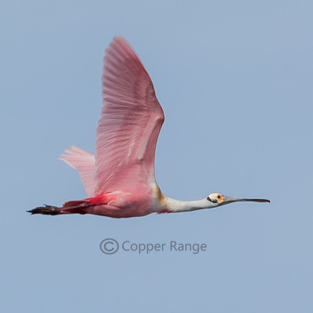 Roseate Spoonbill