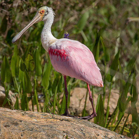 Roseate Spoonbill