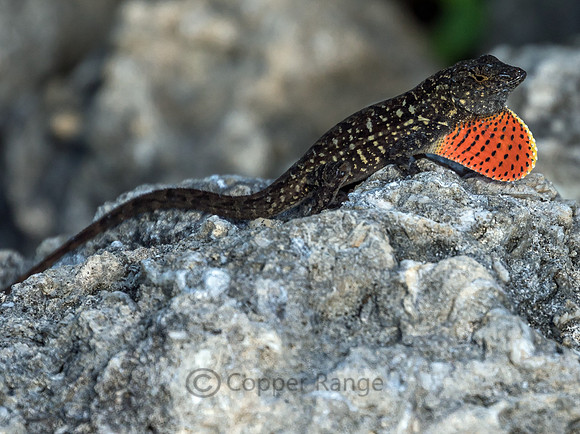Brown Anole Lizard
