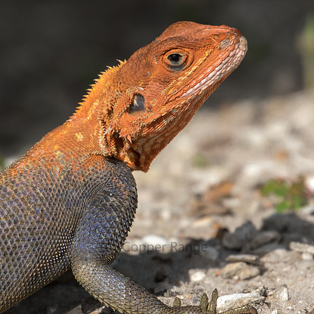 African Red-Headed Agama or African Rainbow Lizard