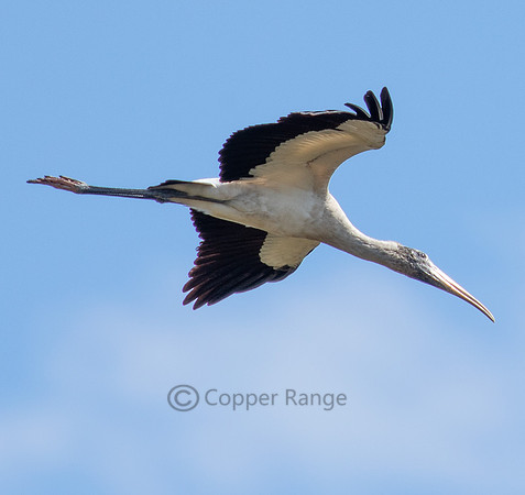 Wood Stork in Flight