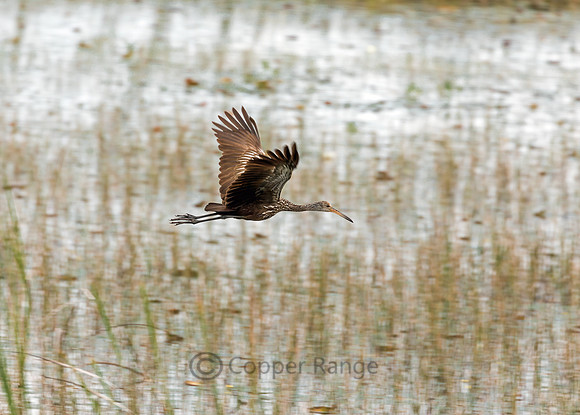 Limpkin in Flight