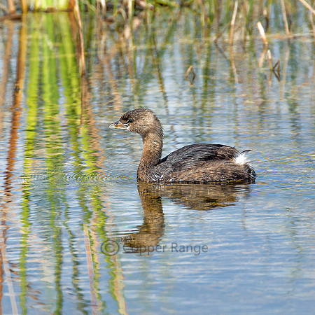 Non-breeding Pie Billed Grebe