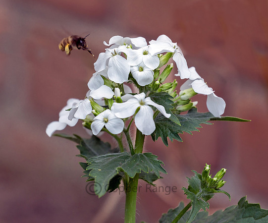 Honey Bee and Lunaria Flower ("Money Plant")