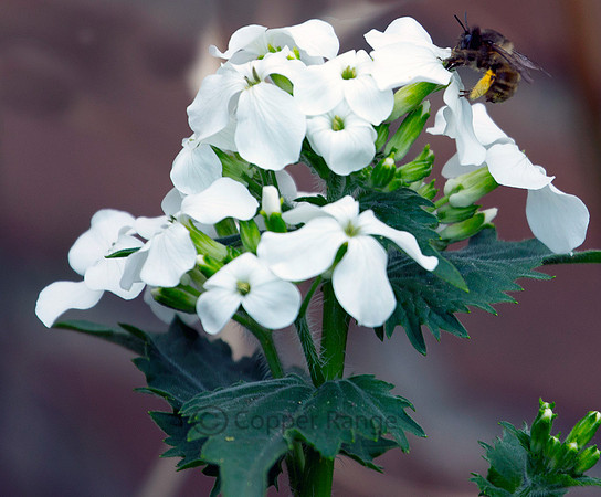 Honey Bee and Lunaria Flower ("Money Plant")