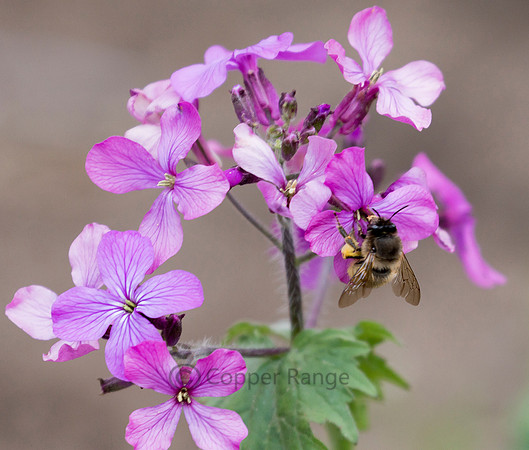 Honey Bee and Lunaria Flower ("Money Plant")