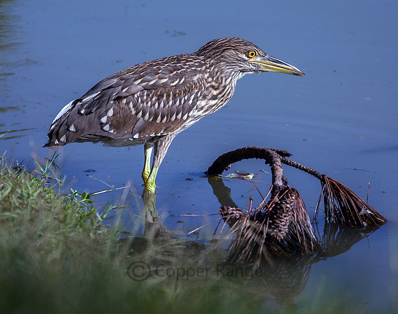 Juvenile Black-crowned Night-heron